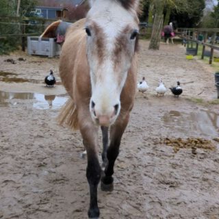 Groen licht! Na een lange zoektocht hadden we eindelijk een fijn zadel voor Toor gevonden, en we waren net gestart met korte lesjes onder het zadel. Wat deed hij het goed en wat was hij braaf! Maar na twee weken vonden we hem niet helemaal lekker lopen... Dus: op naar de kliniek voor foto’s en een echo. Alles leek gelukkig in orde.Toch bleef er iets niet kloppen. Een maand later besloten we mijn favoriete chiropractor erbij te halen. Daar kwam een oud trauma naar boven, waarschijnlijk van een uitglijder drie jaar geleden. Het advies na behandeling? Gewoon weer rustig trainen. Superfijn nieuws, dus we gingen voorzichtig aan de slag. Maar het zat niet mee… Na anderhalve week grondwerk wilde ik er weer op, maar haalde hem niet zuiver lopend van de track😔. De dierenarts kwam na 2 weken rust, zonder verbetering. Na foto’s en een echo bleek zijn hoefgewricht flink gekneusd te zijn. Rust en medicatie was het enige dat we konden doen. Daar sta je dan op je postzegel. Hij was de laatste weken ook behoorlijk gefrustreerd. Logisch voor een jonge knul die graag wil spelen en bewegen.En nu, eindelijk, na 9 weken mag Toor van zijn paddock terug de track op bij zijn vrienden! 🥳Hij blij, ik blij én we mogen over een week langzaam de draad weer oppakken. #cruzado #jongpaard #happyhorse