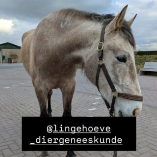 Groen, rood en weer groen: de reis van Toor 💚❤️💚In januari leek alles de goede kant op te gaan; Toor kreeg groen licht om weer bij zijn vrienden op de track te zijn. Na twee weken begonnen we rustig met grondwerk. Maar het geluk was van korte duur en hij moest weer terug naar zijn kleine ruimte voor verder onderzoek.Begin maart bracht een CT-scan duidelijkheid: een losse wand lateraal van zijn hoef, letsel aan een ligament en botresorptie in het hoefbeen. Dit was niet zichtbaar op de eerdere röntgenfoto's of echo's. De prognose? Zes tot acht maanden rust, gelukkig wel met twintig minuutjes stappen per dag.Daar stond hij dan weer, in zijn kleine zandbak. De opname in de kliniek en het gescheiden zijn van zijn vrienden hadden er mentaal flink ingehakt. Gelukkig kwamen zijn vrienden hem wel regelmatig opzoeken!De controle na vier weken bracht fantastisch nieuws: Toor liep voor 98% weer zuiver! Het groene licht was er weer om langzaam op te bouwen, te beginnen met stabiliteit en balans voordat hij weer de track op mocht.We zijn nu gestart met het revalidatietraject, stapje voor stapje. Met wat geluk rijden we over een halfjaar onze eerste ritje in het bos. Duimen jullie mee?🤞#paardenrevalidatie #paardenleven #hoefproblemen #herstel #paardenliefde #nevergiveup #backontrack #cruzado #jongpaard #happyhorse